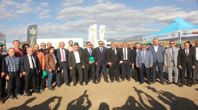 Amasya'da "narlı" türü kenevirin tohum hasadı yapıldı