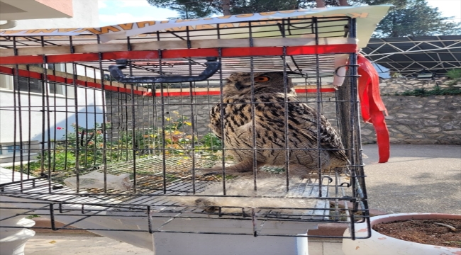 Amasya'da tedavisi tamamlanan puhu doğaya bırakıldı