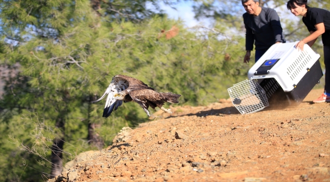 Antalya'da tedavisi tamamlanan yılan kartalı doğaya bırakıldı