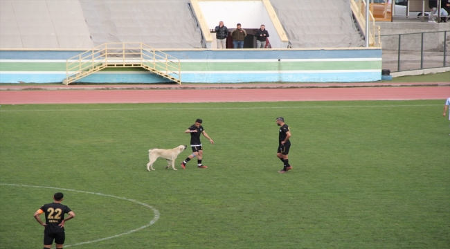 Çankırı'da sahaya giren köpek maçı aksattı