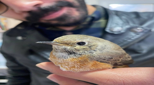 Erzurum'da yaralı bulunan kızılkuyruk kuşu tedavisinin ardından doğaya bırakıldı