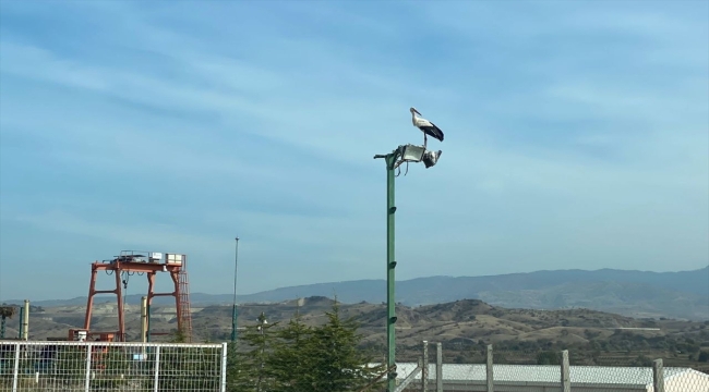 Göç etmeyip yalnız kalan leylek belediye ekiplerince besleniyor