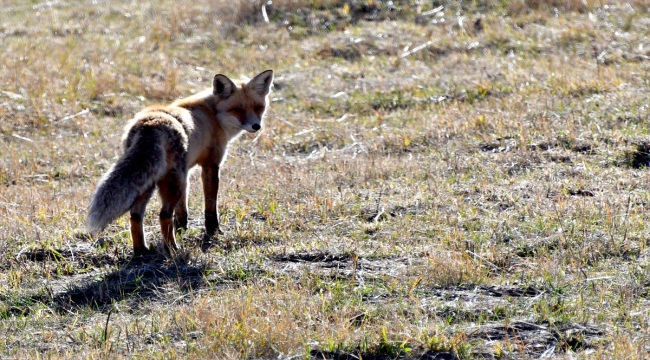 Kars'ta aç kalan kızıl tilkinin fare avı görüntülendi