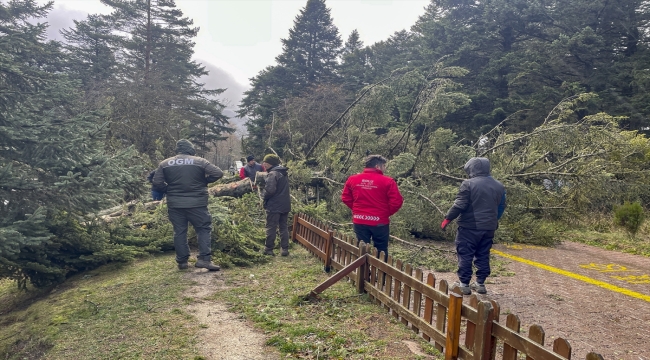 Kuvvetli rüzgar Gölcük Tabiat Parkı'nda ağaçları devirdi