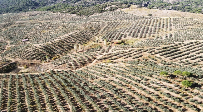 Muğla'da 600 dönümlük zeytin bahçesinde hasat yapıldı