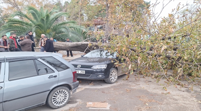 Samsun'da şiddetli rüzgarın devirdiği ağaç otomobillere zarar verdi