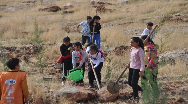 Siirt, Batman, Şırnak, Elazığ ve Mardin'de binlerce fidan toprakla buluşturuldu 