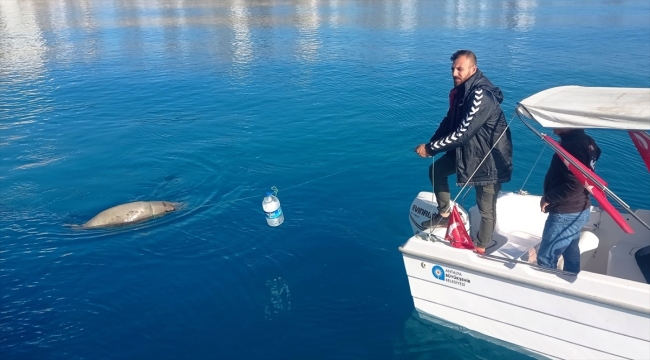 Antalya Körfezi'nde ölü Akdeniz foku bulundu