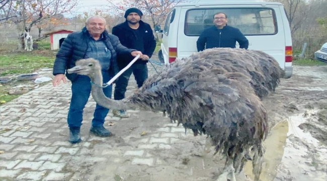 Kütahya'da sahibinden kaçan deve kuşu kara yoluna girdi 