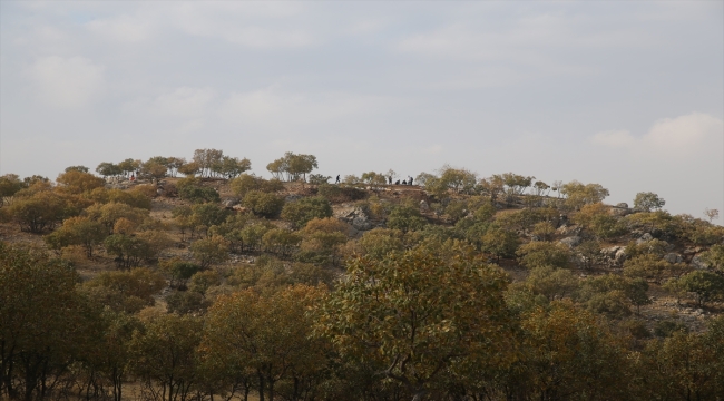 Mardin'de kurtarma kazısında deniz canlıları figürlü mozaikler bulundu